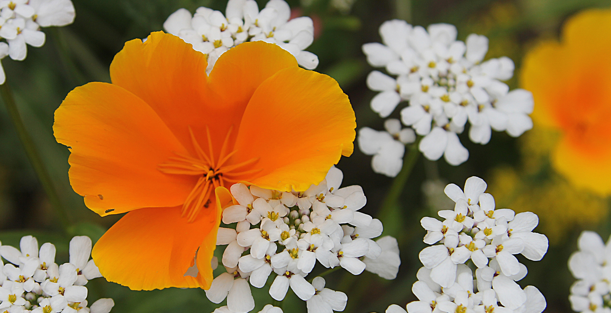 Amerikanischer Mohn