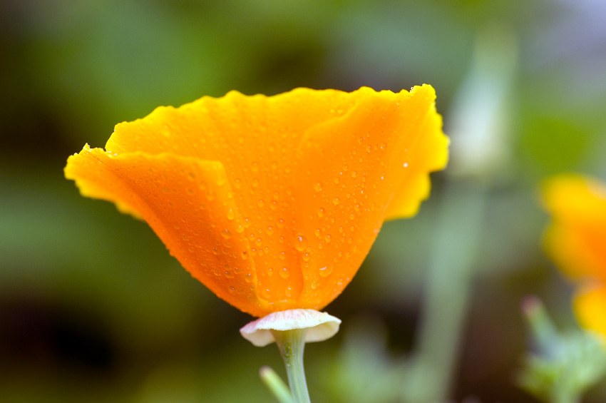 Amerikanischer Mohn ?- mit Regentropfen