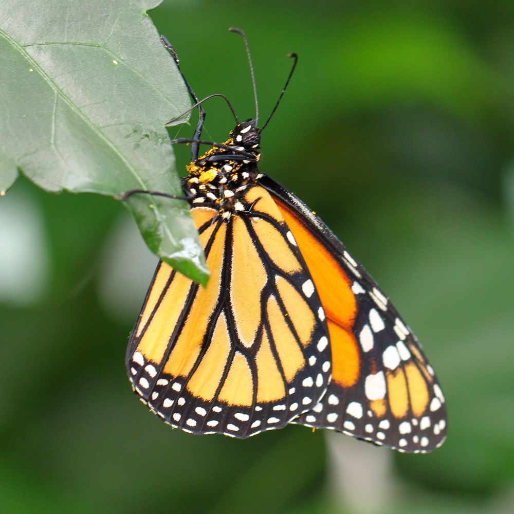 Amerikanischer Monarch Foto & Bild natur, zoo, insekten Bilder auf