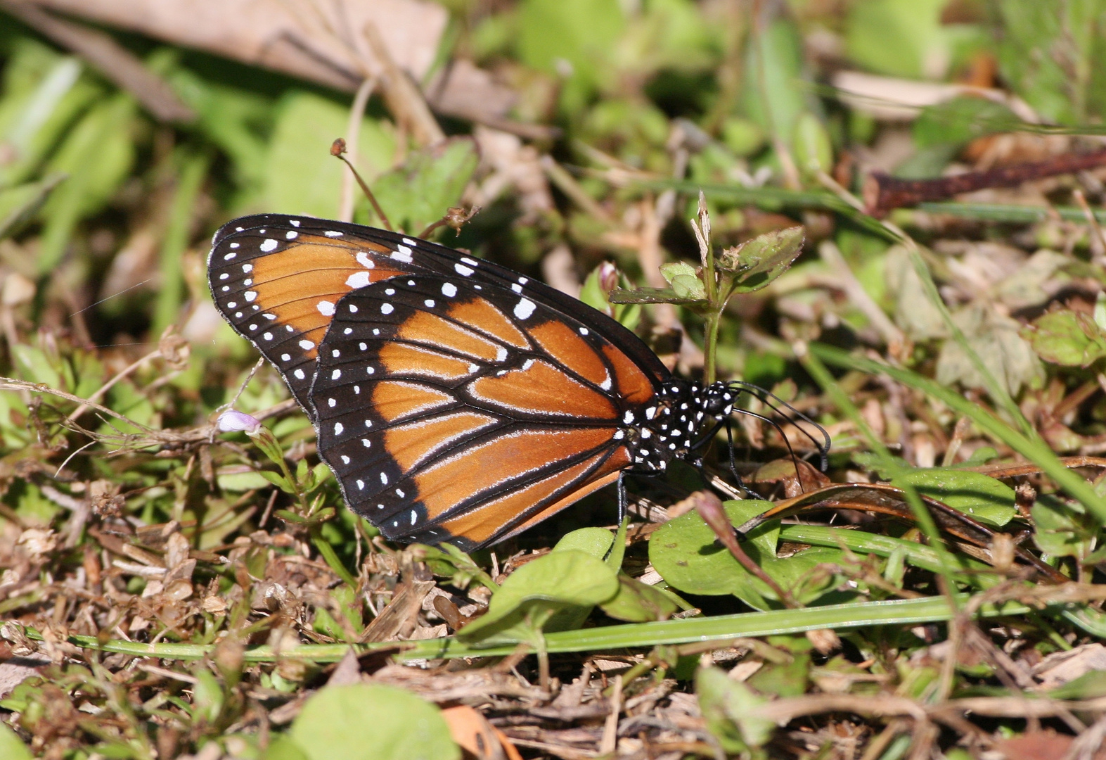 Amerikanischer Monarch