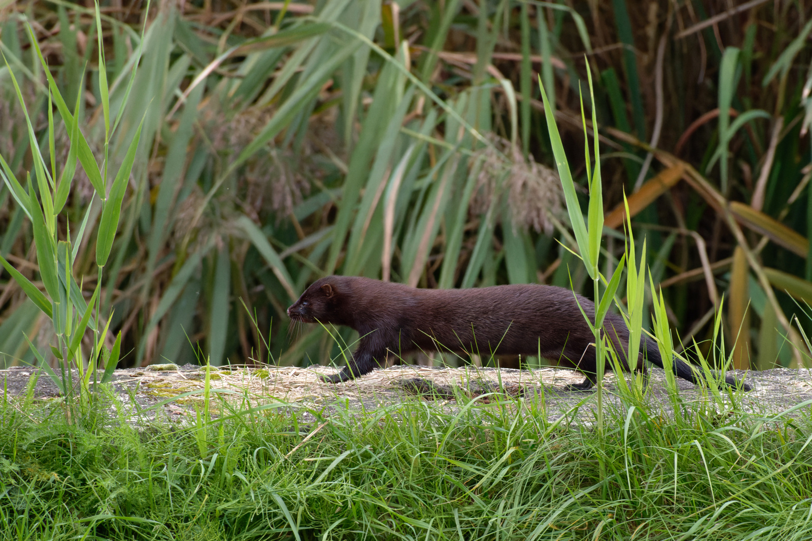  Amerikanischer Nerz oder Mink (Neovison vison, Syn.: Mustela vison)