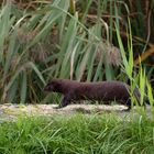  Amerikanischer Nerz oder Mink (Neovison vison, Syn.: Mustela vison)