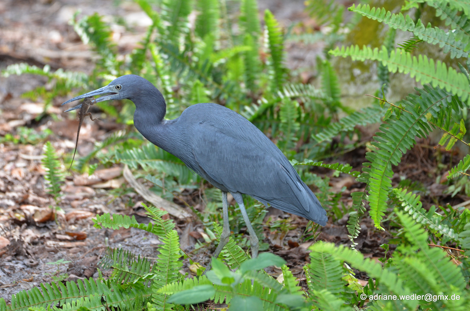 Amerikanischer Reiher mit Beute - Great  Blue Heron