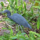 Amerikanischer Reiher mit Beute - Great  Blue Heron