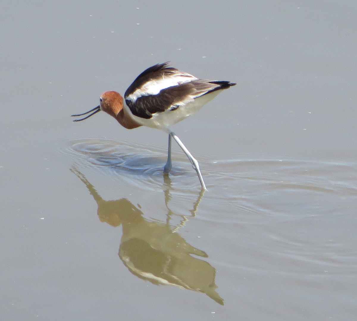 Amerikanischer Säbelschnäbler  -  American Avocet