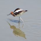 Amerikanischer Säbelschnäbler  -  American Avocet