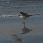 Amerikanischer Sandregenpfeifer