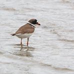 Amerikanischer Sandregenpfeifer - Semipalmated Plover (Charadrius semipalmatus)