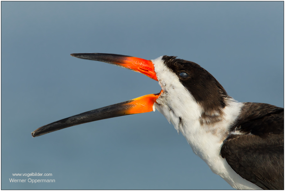 Amerikanischer Scherenschnabel (Rynchops niger) ....02