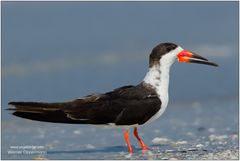 Amerikanischer Scherenschnabel (Rynchops niger) Black Skimmer