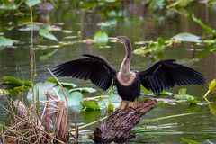 Amerikanischer Schlangenhalsvogel