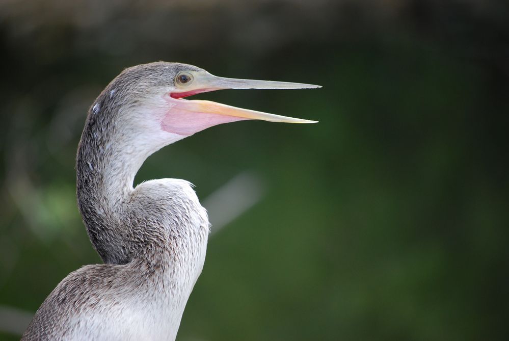 Amerikanischer Schlangenhalsvogel von Kleinowicz 