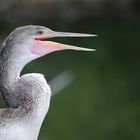 Amerikanischer Schlangenhalsvogel