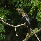 Amerikanischer Schlangenhalsvogel