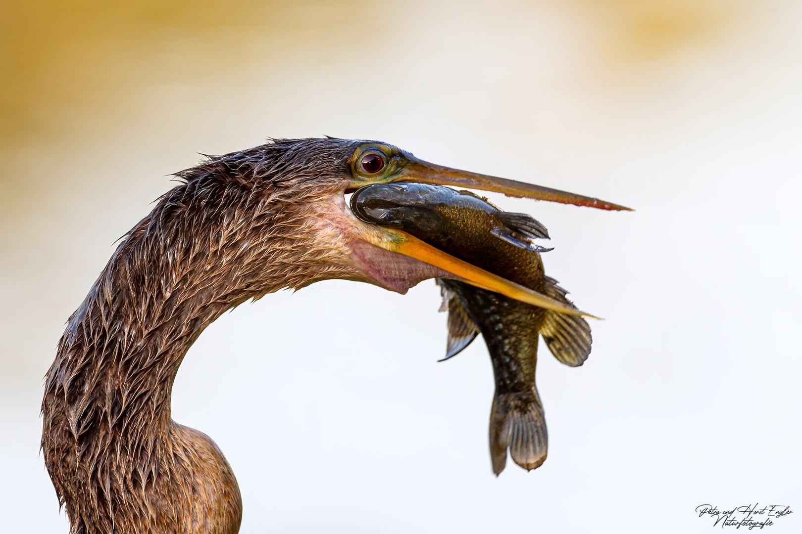 Amerikanischer Schlangenhalsvogel