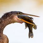 Amerikanischer Schlangenhalsvogel