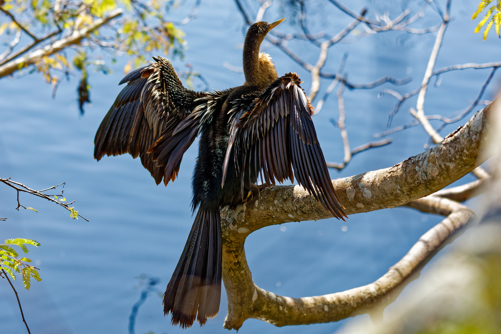 Amerikanischer Schlangenhalsvogel