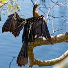 Amerikanischer Schlangenhalsvogel