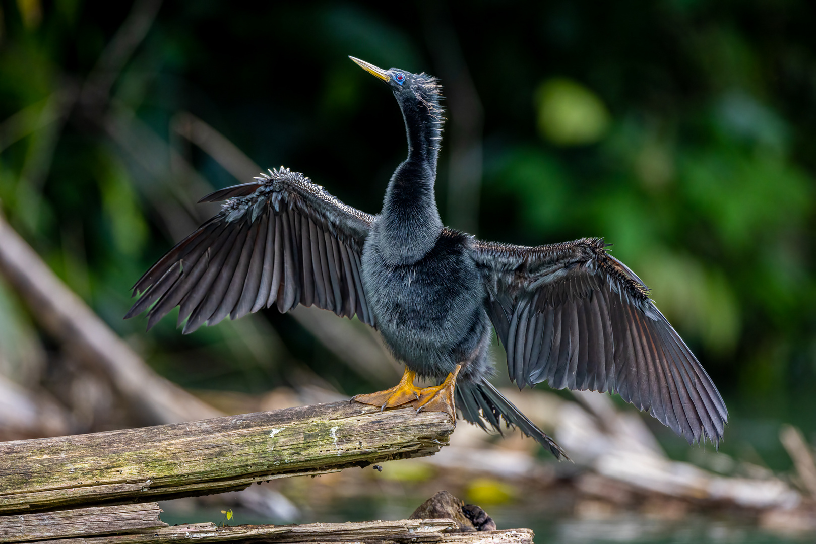 Amerikanischer Schlangenhalsvogel (Anhinga)