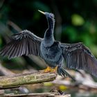 Amerikanischer Schlangenhalsvogel (Anhinga)