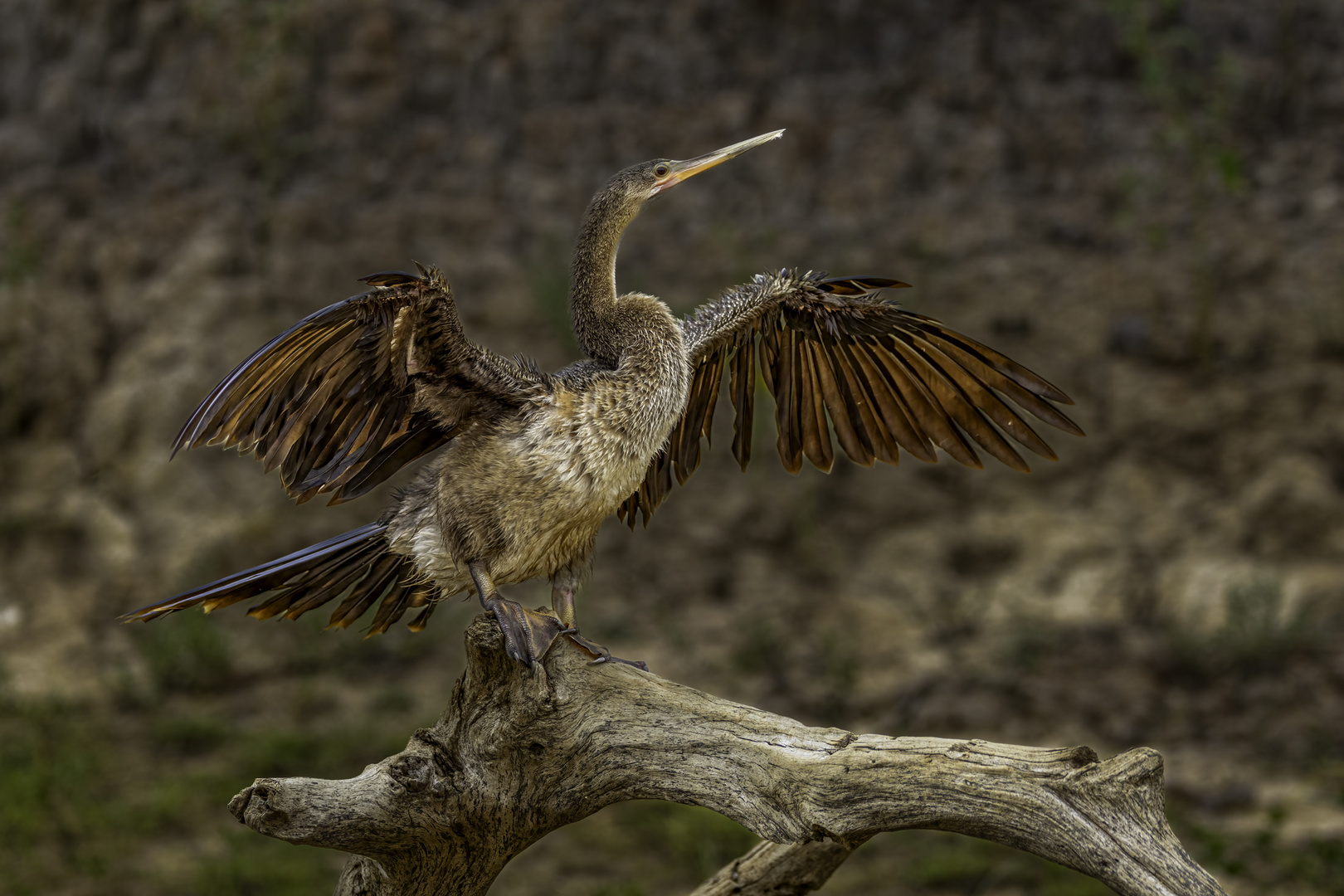 Amerikanischer Schlangenhalsvogel (Anhinga)