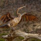 Amerikanischer Schlangenhalsvogel (Anhinga)