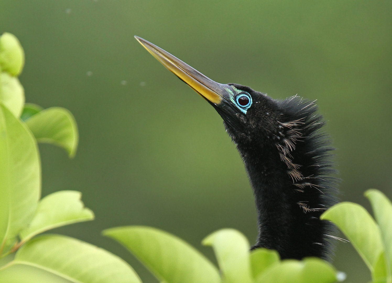 Amerikanischer Schlangenhalsvogel (Anhinga)