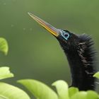 Amerikanischer Schlangenhalsvogel (Anhinga)