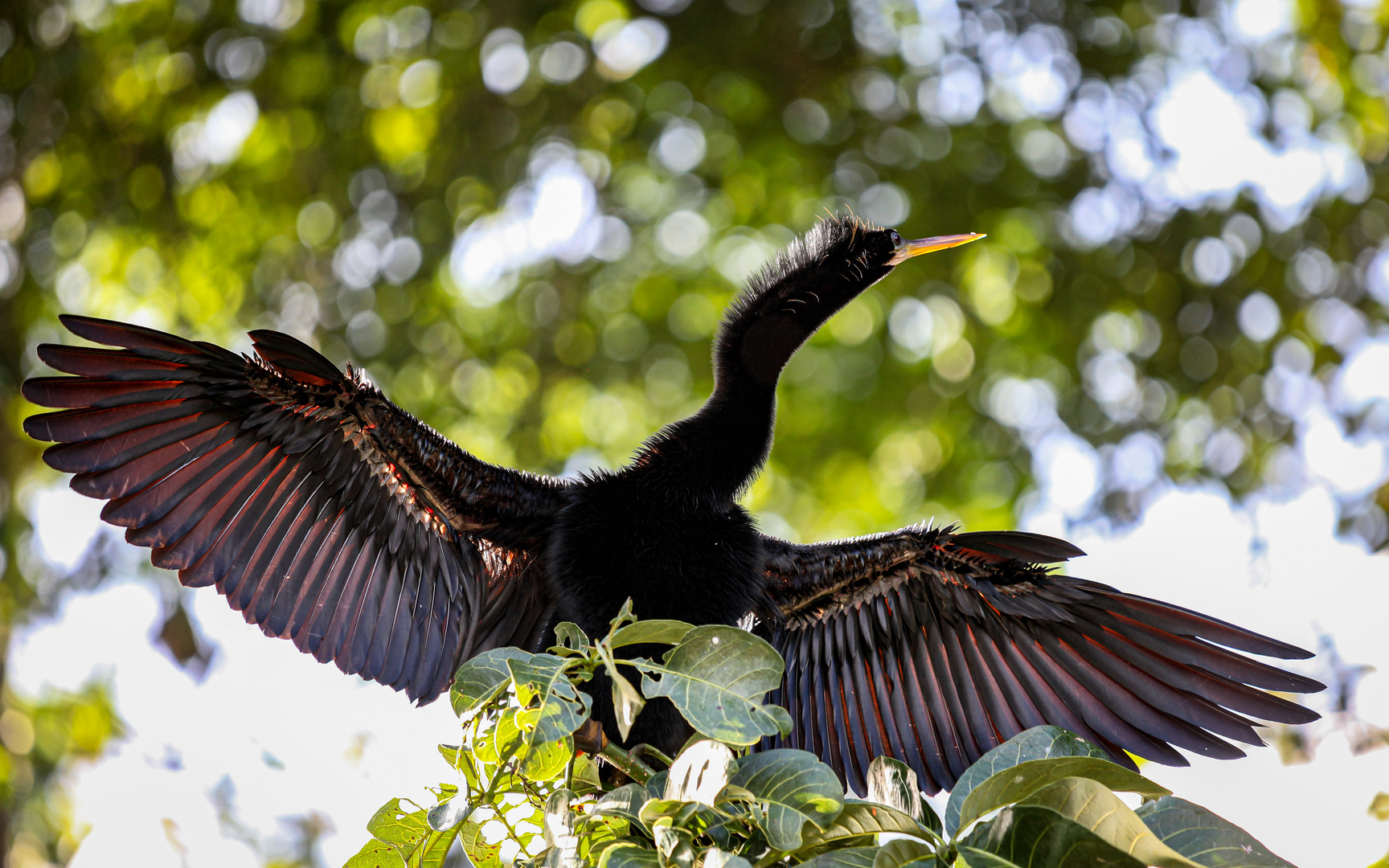 Amerikanischer Schlangenhalsvogel (Anhinga anhinga)