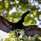 Amerikanischer Schlangenhalsvogel (Anhinga anhinga)