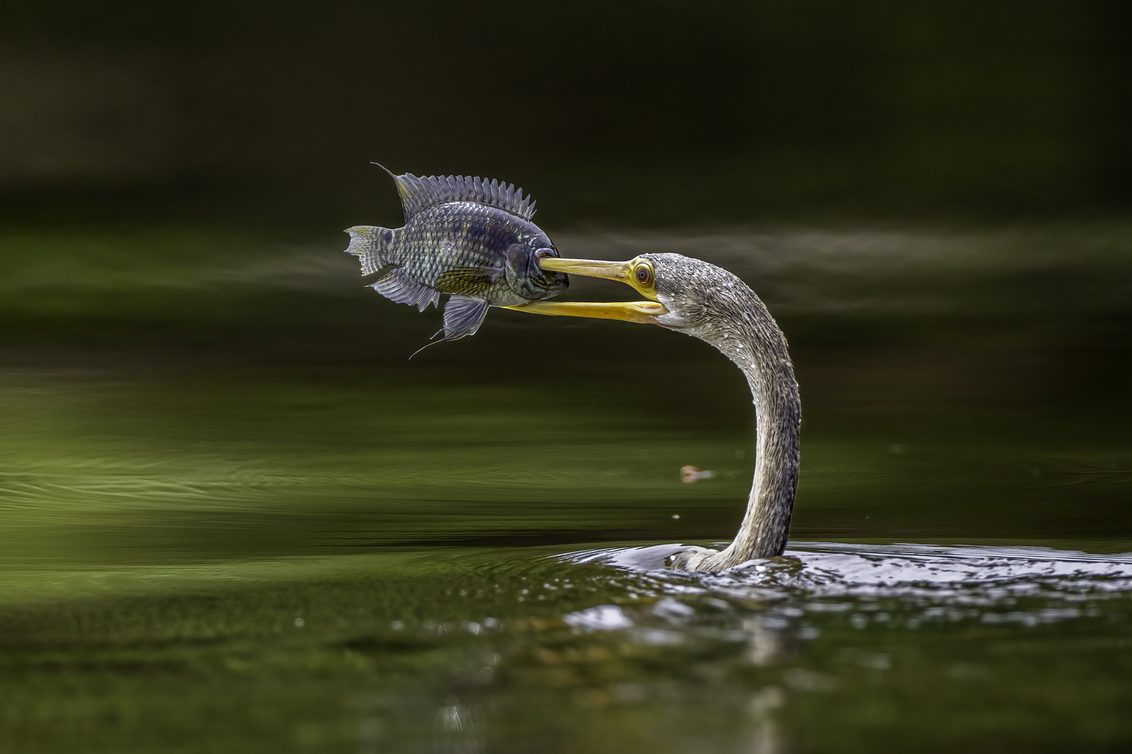 Amerikanischer Schlangenhalsvogel (Anhinga) mit Beute