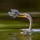 Amerikanischer Schlangenhalsvogel (Anhinga) mit Beute