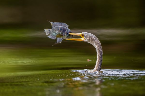 Amerikanischer Schlangenhalsvogel (Anhinga) mit Beute