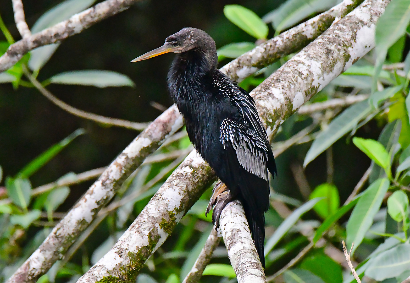 Amerikanischer Schlangenhalsvogel