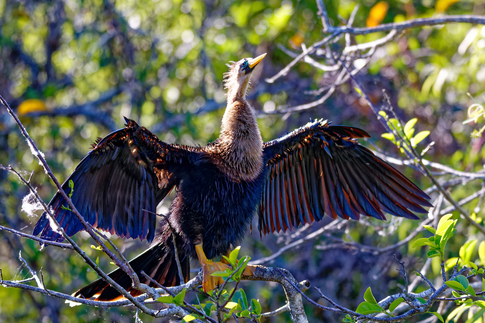 Amerikanischer Schlangenhalsvogel_3