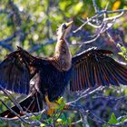 Amerikanischer Schlangenhalsvogel_3