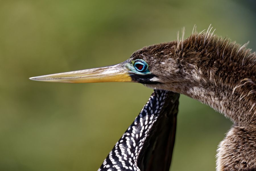 Amerikanischer Schlangenhalsvogel_5