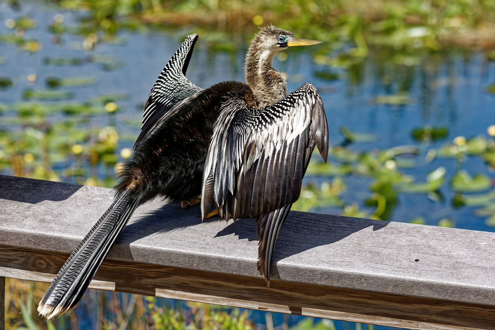 Amerikanischer Schlangenhalsvogel_6