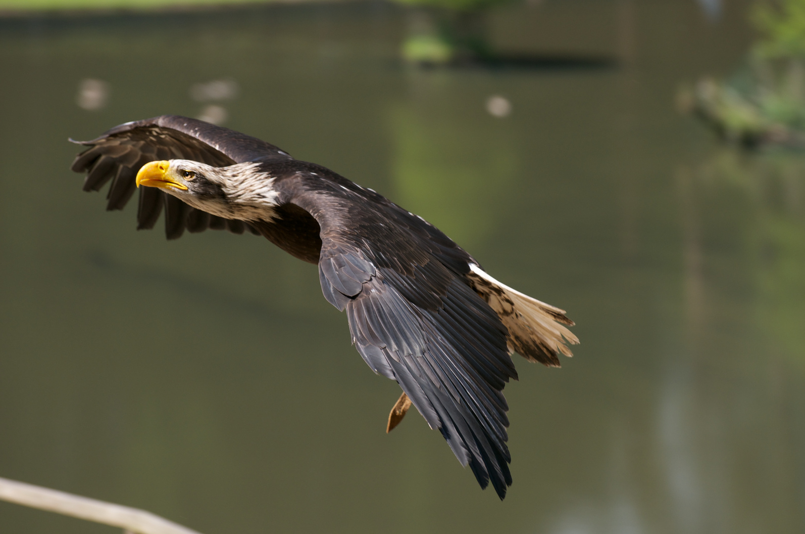 Amerikanischer Seeadler