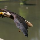 Amerikanischer Seeadler