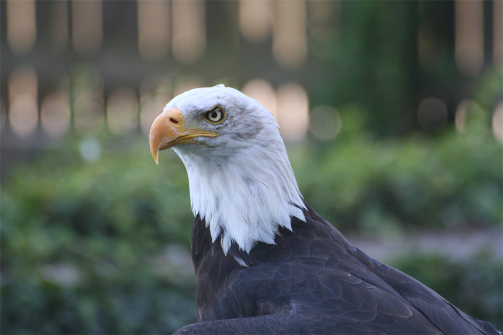 Amerikanischer Seeadler / American Sea Eagle