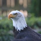 Amerikanischer Seeadler / American Sea Eagle