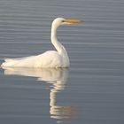 Amerikanischer Silberreiher - Great Egret (Ardea alba egretta)...