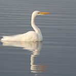 Amerikanischer Silberreiher - Great Egret (Ardea alba egretta)...