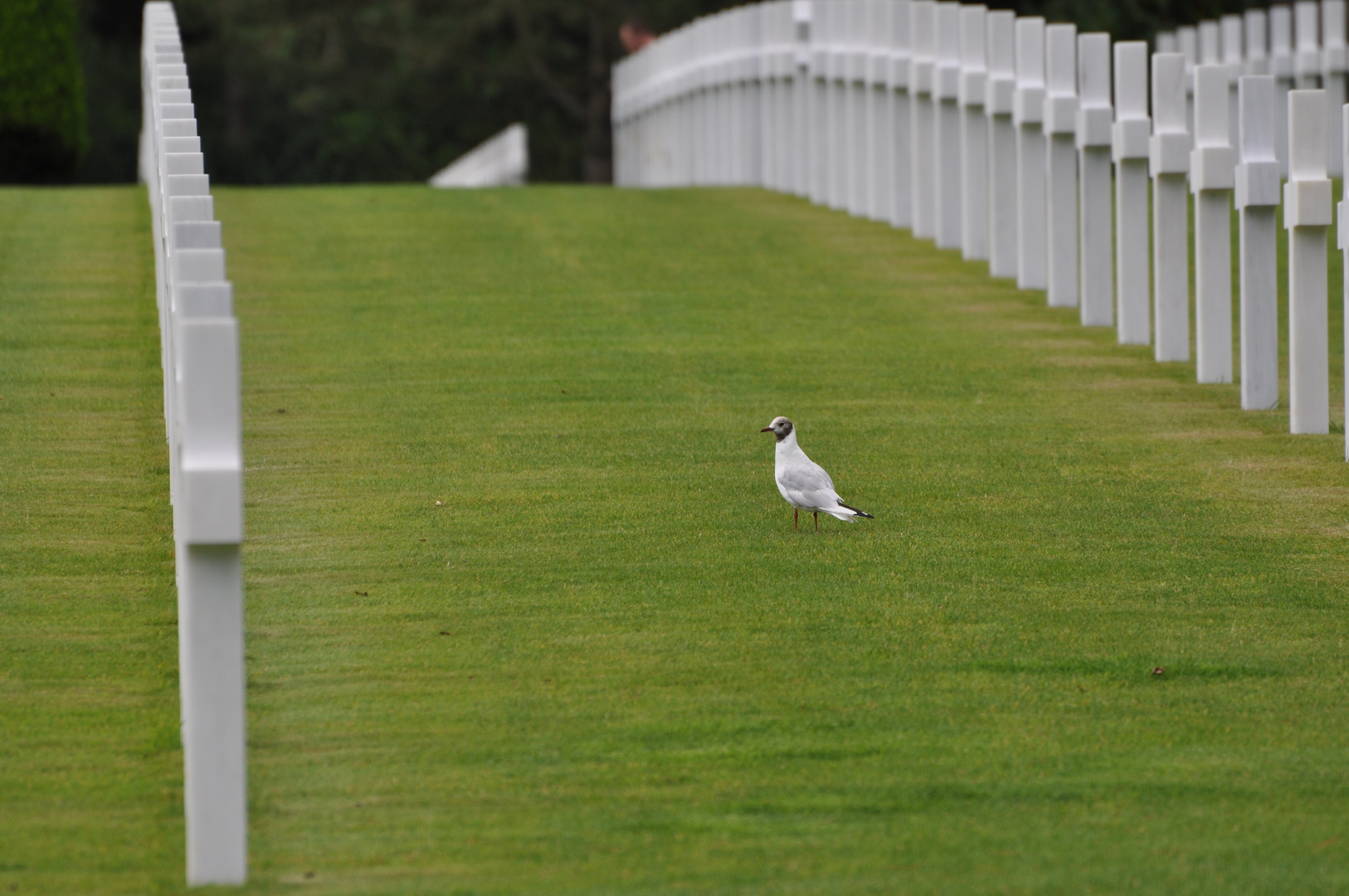 Amerikanischer Soldatenfriedhof Colleville ( Normandie )