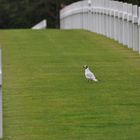 Amerikanischer Soldatenfriedhof Colleville ( Normandie )