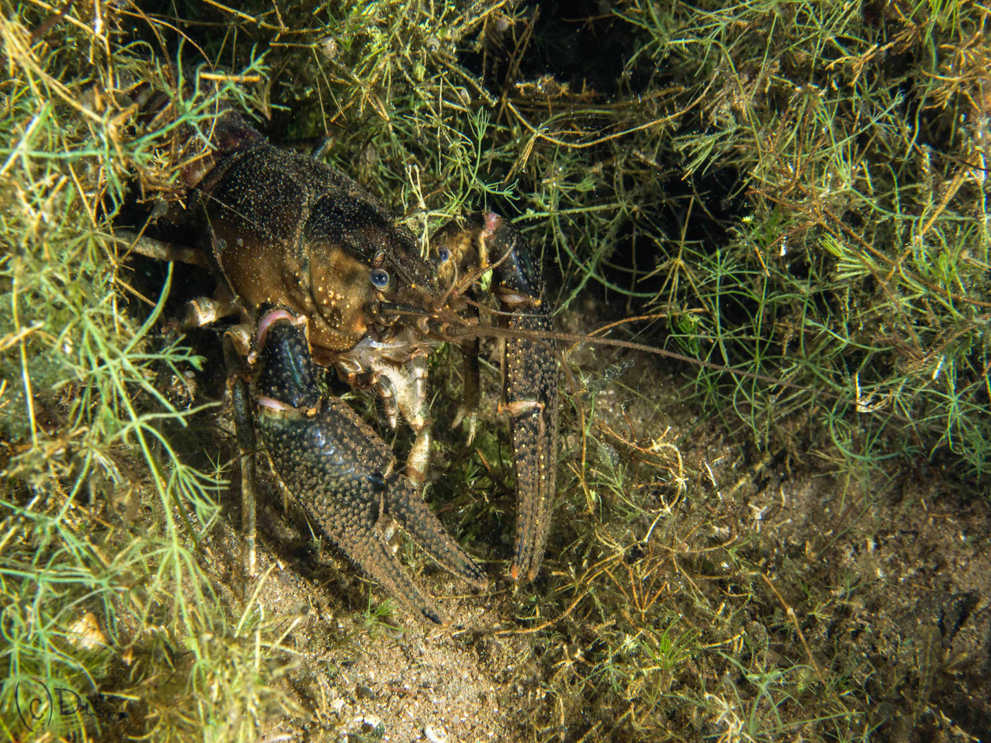 Amerikanischer Süsswasserkrebs Foto & Bild tiere, wildlife, krebse