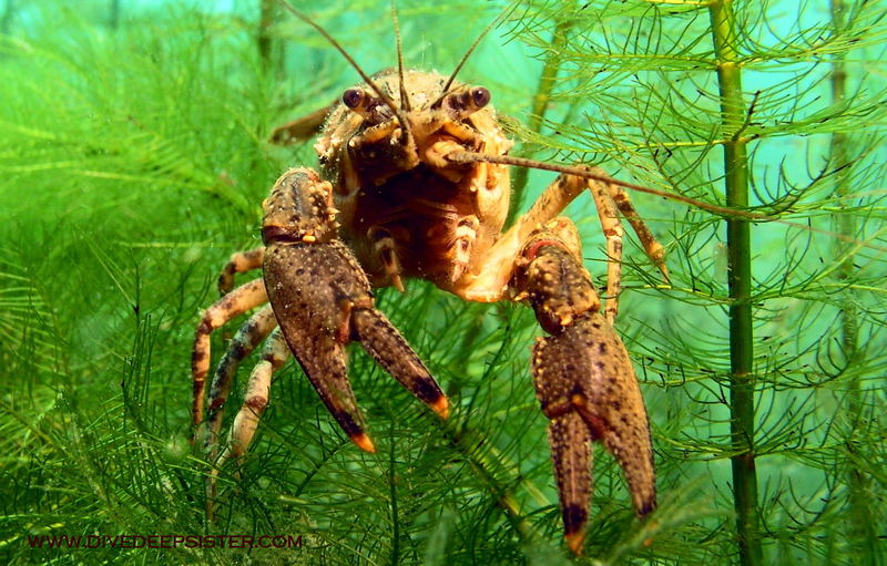 Amerikanischer Süßwasserkrebs - Orconectes limosus