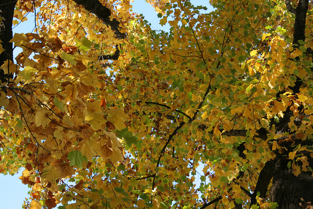 Amerikanischer Tulpenbaum: herbstlich gefärbtes Laub