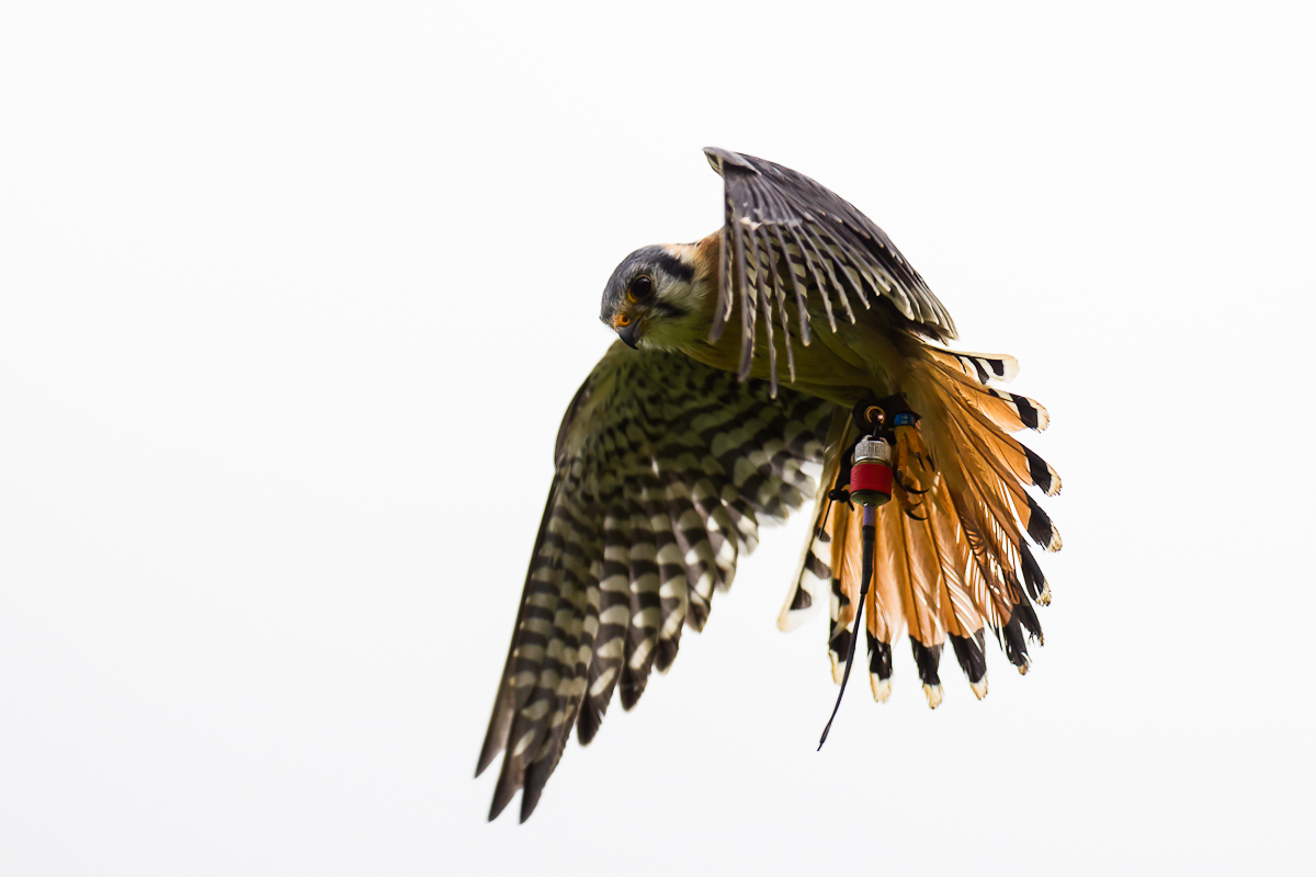 Amerikanischer Turmfalke